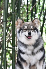 Portrait of a young puppy Finnish Lapphund