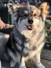 Portrait of a young puppy Finnish Lapphund