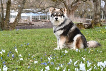Portrait of a young puppy Finnish Lapphund