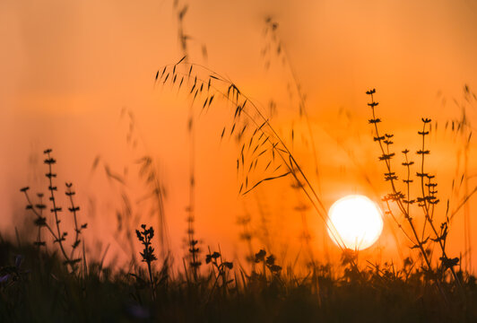 Scena con il sole che tramonta dietro a fili di erba e fiori in controluce. Estate. In natura. Fuori.