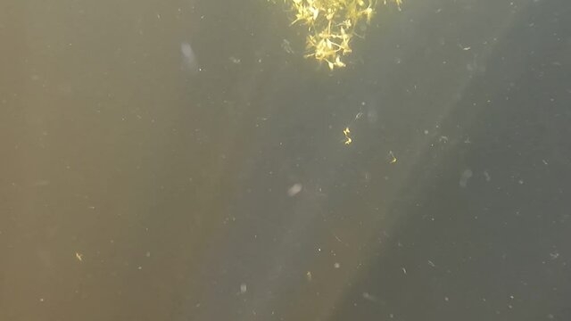Desna River. Natural underwater landscape in Kiev Region, Snorkeling