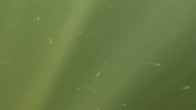 Desna River. Natural underwater landscape in Kiev Region, Snorkeling