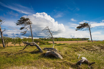 Vom Wind und Sturm geformte Kiefern am Weststrand der Halbinsel Fischland-Dar&szlig;; Deutschland