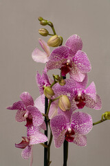 Close-up picture of pink color phalenopsis orchid.