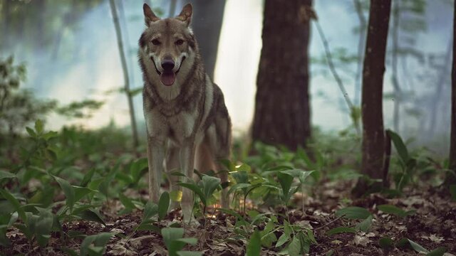 Wolf hunter in the forest landscape. Slow motion video of a wolf running through the wild. Wild animals in the forest.