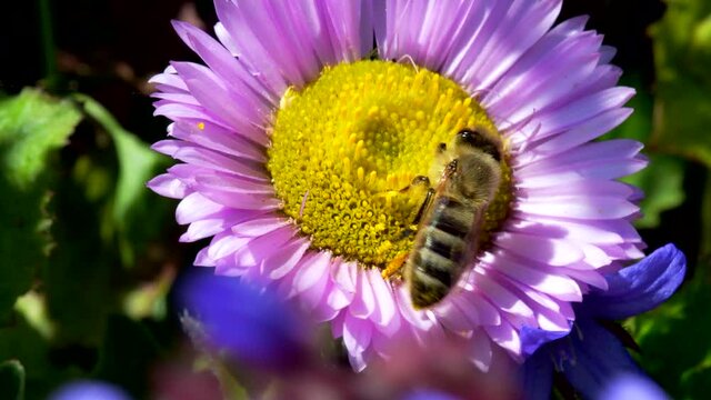 Western Honey Bee or European Honey Bee on flower. Her Latin name is Apis mellifera.