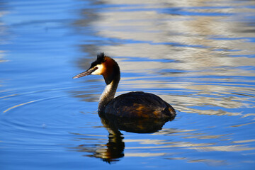 Greater Grebe (Chomga) - Podiceps cristatus. A bird with a beautiful, orange crown of feathers on its head and red eyes, swims along the mirror-like surface of the lake. Ornithology.