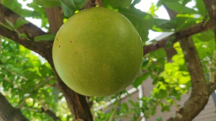 green fruit on tree