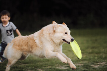 Boy runs after the dog. Half breed White Swiss Shepherd dog. Large white fluffy dog runs through green chamomile field and nibbles at green flying toy plate.