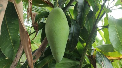 mango fruit on a tree