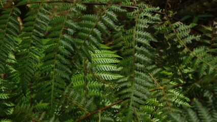 ferns that grow in tropical forests. Usually found in humid and fertile forest areas