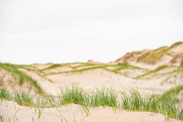 Sand dunes and grass near the beach on Texel island in the Netherlands during summer.