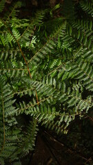 Fototapeta na wymiar ferns that grow in tropical forests. Usually found in humid and fertile forest areas
