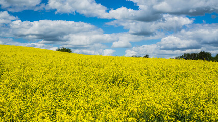 Obraz premium gelb blühendes Rapsfeld mit teilweise bedecktem Himmel im Hintergrund
