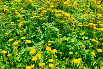 Dandelions in the green grass. Beautiful spring shot with a meadow of dandelions