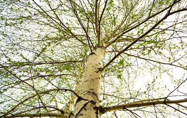 close-up - a bottom-up view of a high birch trunk with blossoming young leaves