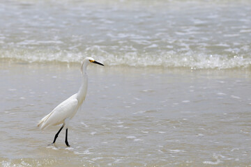 Great Blue Heron fishing on the beach 