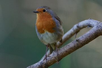 Rotkehlchen während der Balz	