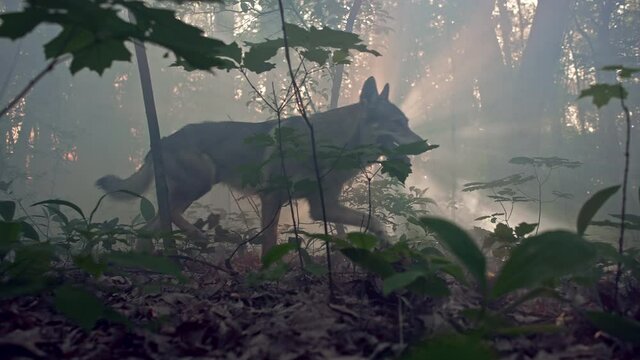 The wolf walks through a mystical forest with the sun's rays in the wild. Slow-motion video of animals (dogs of the Czechoslovak wolf breed) life in the forest.