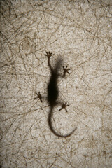 Gecko