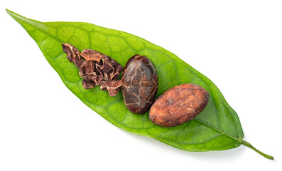 Fototapeta na wymiar dried cocoa beans on the fresh cocoa leaf, isolated on white background, top view