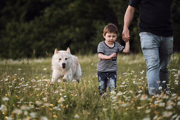 Father firmly holds his little son by hand and they walk through green chamomile field. White dog runs quickly beside people and its front paws outstretched. Celebrate Fathers Day in nature.