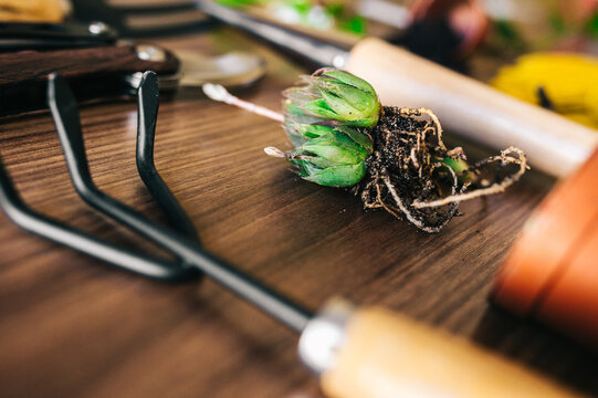 Succulent seedling near gardening tools