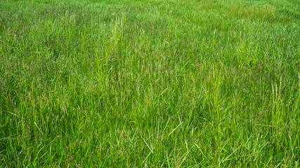 Obraz premium sattes grünes Gras auf der Wiese