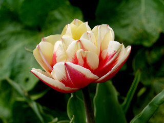 Growing high-quality Dutch terry tulip pink with a white border. - 440281669