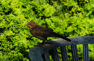 blackbird on a garden chair