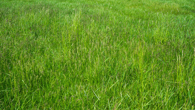 sattes gr&uuml;nes Gras auf der Wiese
