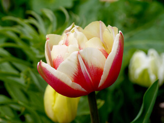Growing high-quality Dutch terry tulip pink with a white border. - 440281823
