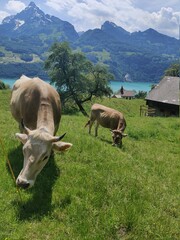 Fototapeta na wymiar Mucche svizzere al pascolo sul lago di Walenstadt