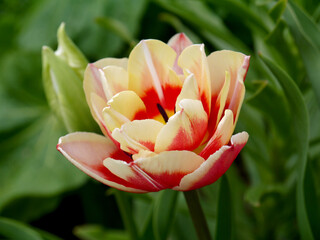 Growing high-quality Dutch terry tulip pink with a white border. - 440281864