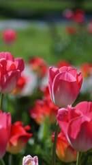 red tulips in the garden