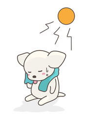 汗をタオルで拭いている犬　チワワ