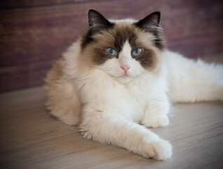 Young beautiful purebred Ragdoll cat at home