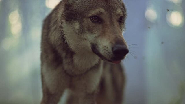 Slow motion video of a wolf close-up. The face of a wolf in a forest landscape is dangerous and a wild animal breathes steam.
