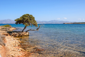 A lonely tree growing on the seashore of the island of Paros. Naxos island in the background....