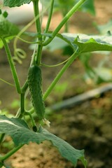 Growing small cucumber in greenhouse.