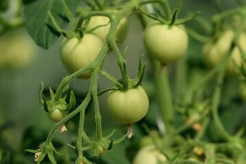 Tomato unripe fruit, green tomatoes, unripe vegetables closeup. Food growing.
