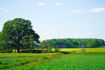 Agricultural nature near Ahlen. Green fields with trees and a hunter's seat.