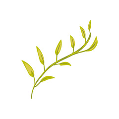 Plant leaf icon