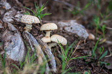 Selective focus, wild mushrooms growing in forest under the tree shadows. Selective shallow focus.