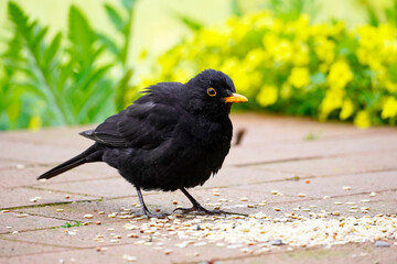 Blackbird on the terrace in the garden in close-up. Bird with black plumage and orange beak. Turdus merula.