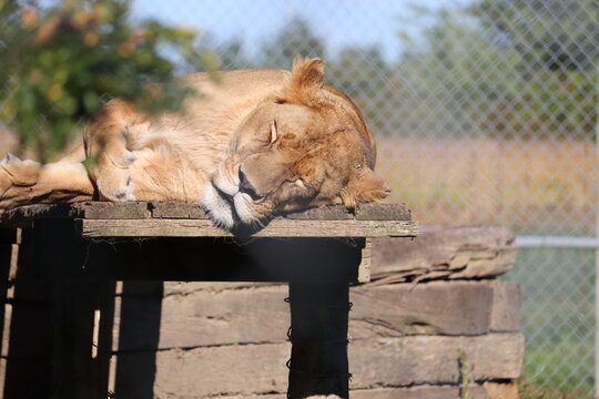 Lioness sleeping in the sunlight