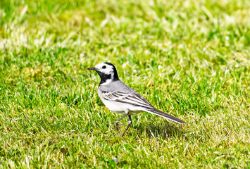 Close up of a wagtail, motacilla alba. Bird sits on a green meadow. Songbird with black, gray and white plumage.