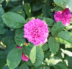pink rose bush in garden