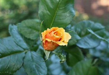 orange rose in garden