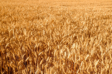 golden wheat field in summer